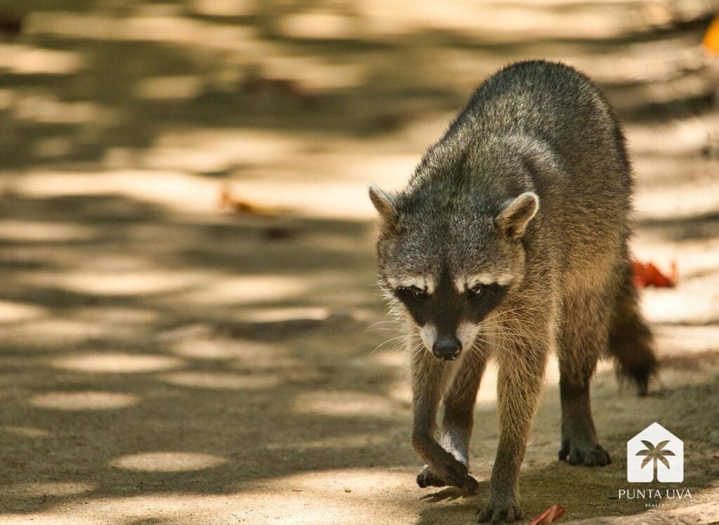 pexels-photo-12832161