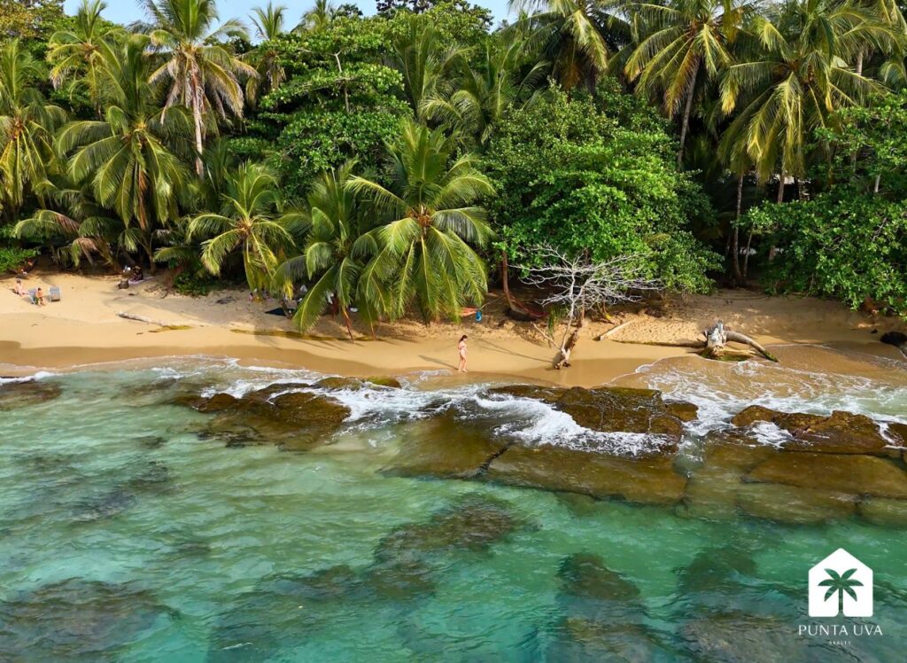 Ivo Punta Uva